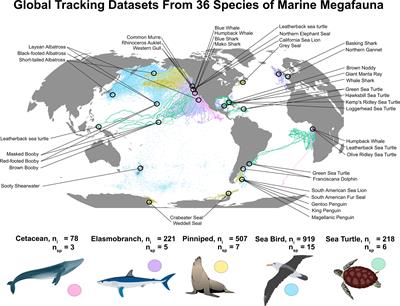 Mismatches in scale between highly mobile marine megafauna and marine protected areas